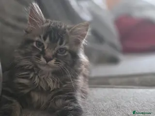 Maine Coon cats Pure Maine coon kittens ready now 2 left 1b 1 g - Advert 17