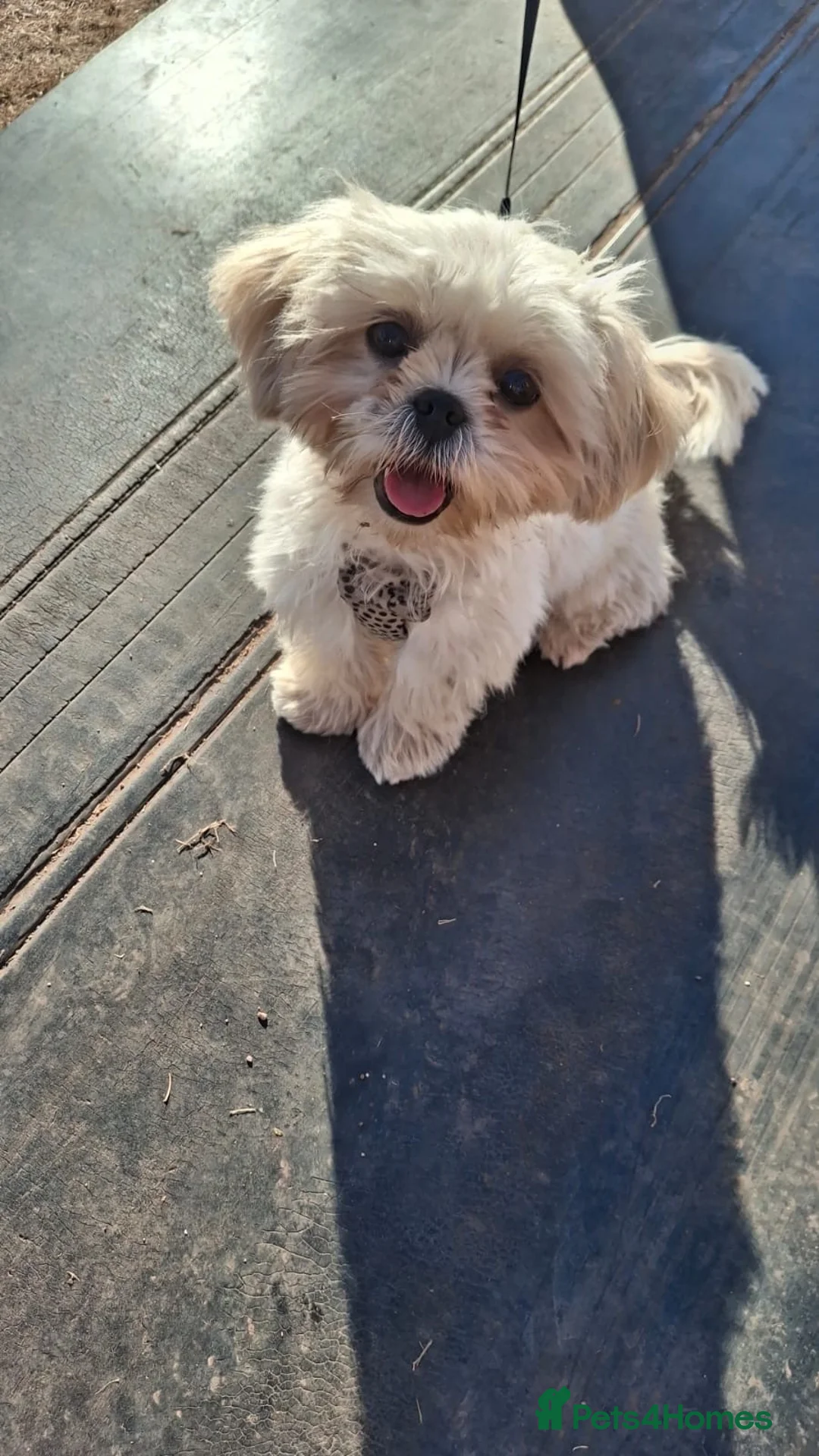 Shih Tzu dogs for sale: 5month old imperial Shih tzu in Windsor - Advert 2