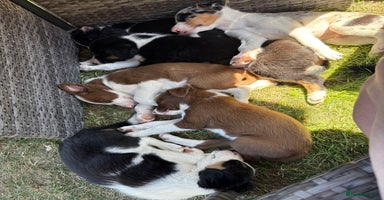 Border Collie dogs - Advert 2