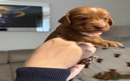 Cocker Spaniel dogs for sale: Red Cocker Spaniel Puppies - Image 26