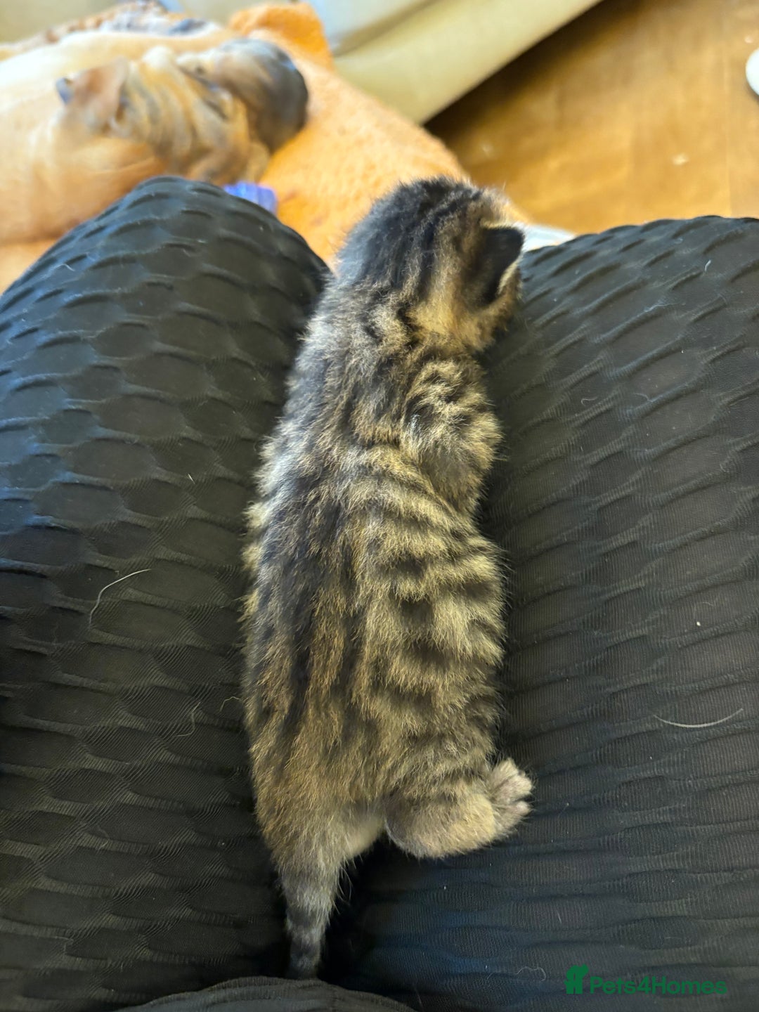 British Shorthair cats for sale: One male left - Image 4