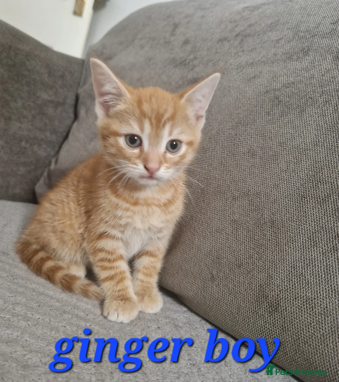 Mixed Breed cats for sale: Beautiful kittens (READY NOW) - Advert 2