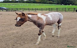 Paint horses for sale: Red Roan American Paint filly - Image 1