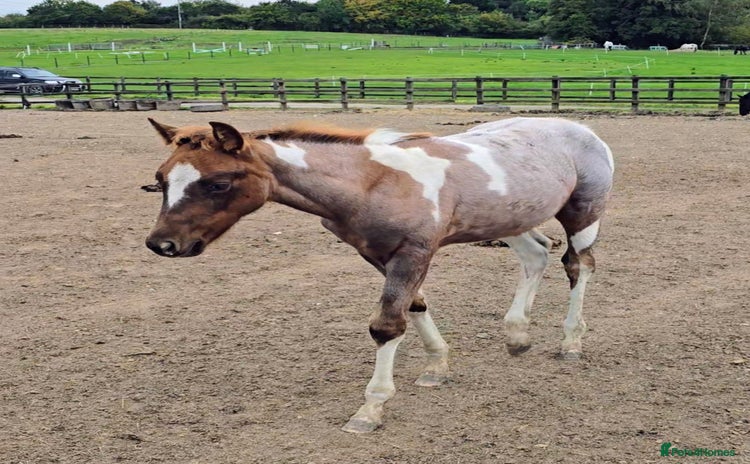 Paint horses - Advert 1