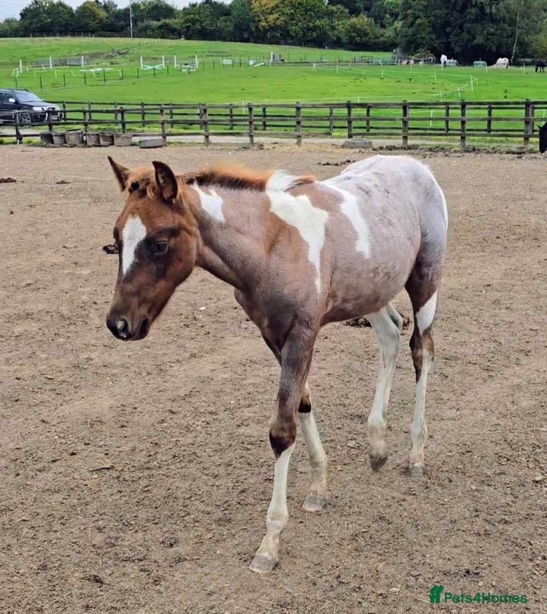 Paint horses for sale: Red Roan American Paint filly - Image 1