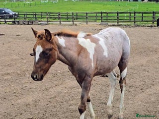 Paint horses - Advert 7