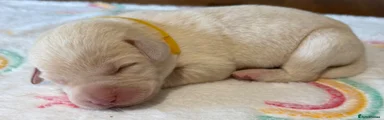 Labrador Retriever 8