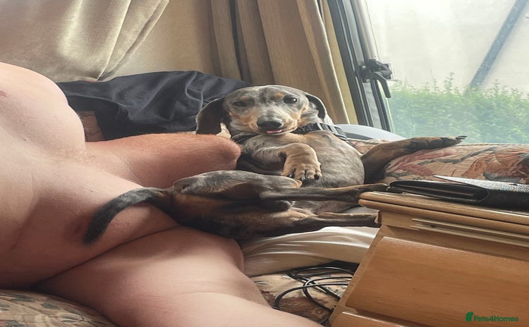 Dachshund dogs - Advert 9