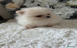 Pomeranian dogs for sale: 3 tiny girls ready now*price reduced £2000 - Advert 13