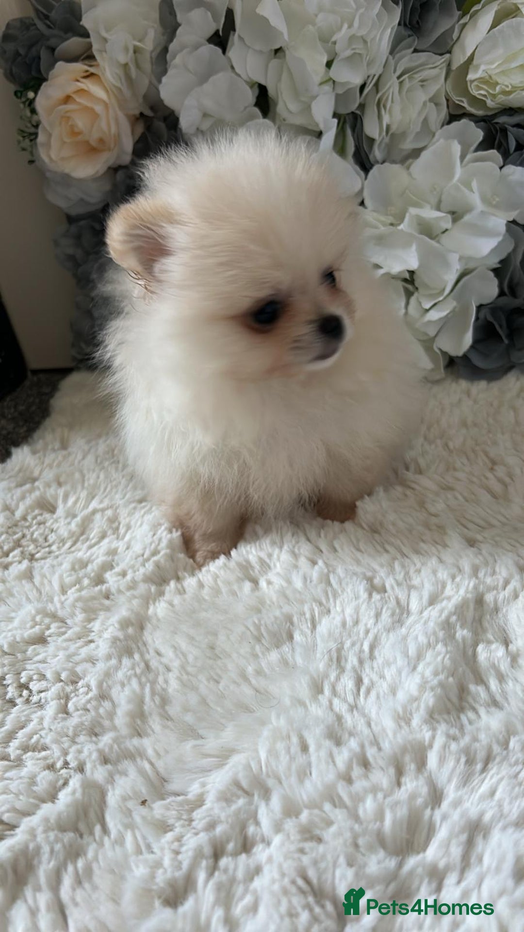 Pomeranian dogs for sale: 3 tiny girls ready now*price reduced £2000 - Advert 13