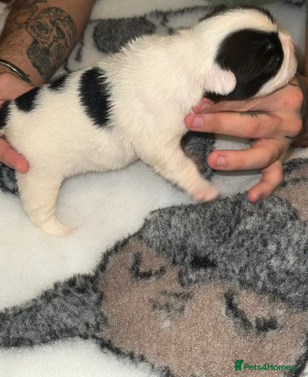 French Bulldog dogs for sale: Visual fluffy French bulldogs  - Advert 10