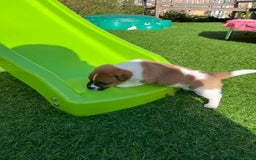 Mixed Breed dogs for sale: Lovely Jack Russel/Plumber puppies - Image 10
