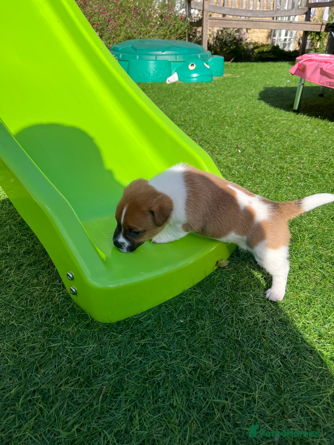 Mixed Breed dogs for sale: Lovely Jack Russel/Plumber puppies - Image 10