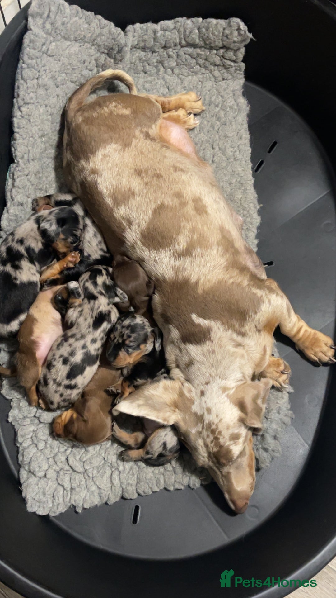 Dachshund dogs for sale: 🌿 Ultimate Miniature Dachshunds 🌿 - Advert 8