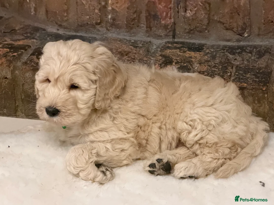 Goldendoodle dogs for sale: Stunning F1 Standard Goldendoodle Puppies - Advert 2