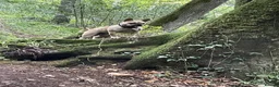 French Bulldog dogs for stud: Seashore Rocks - Advert 3