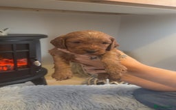Cockapoo dogs for sale: Beautiful F1 Cockapoo puppies  - Image 7