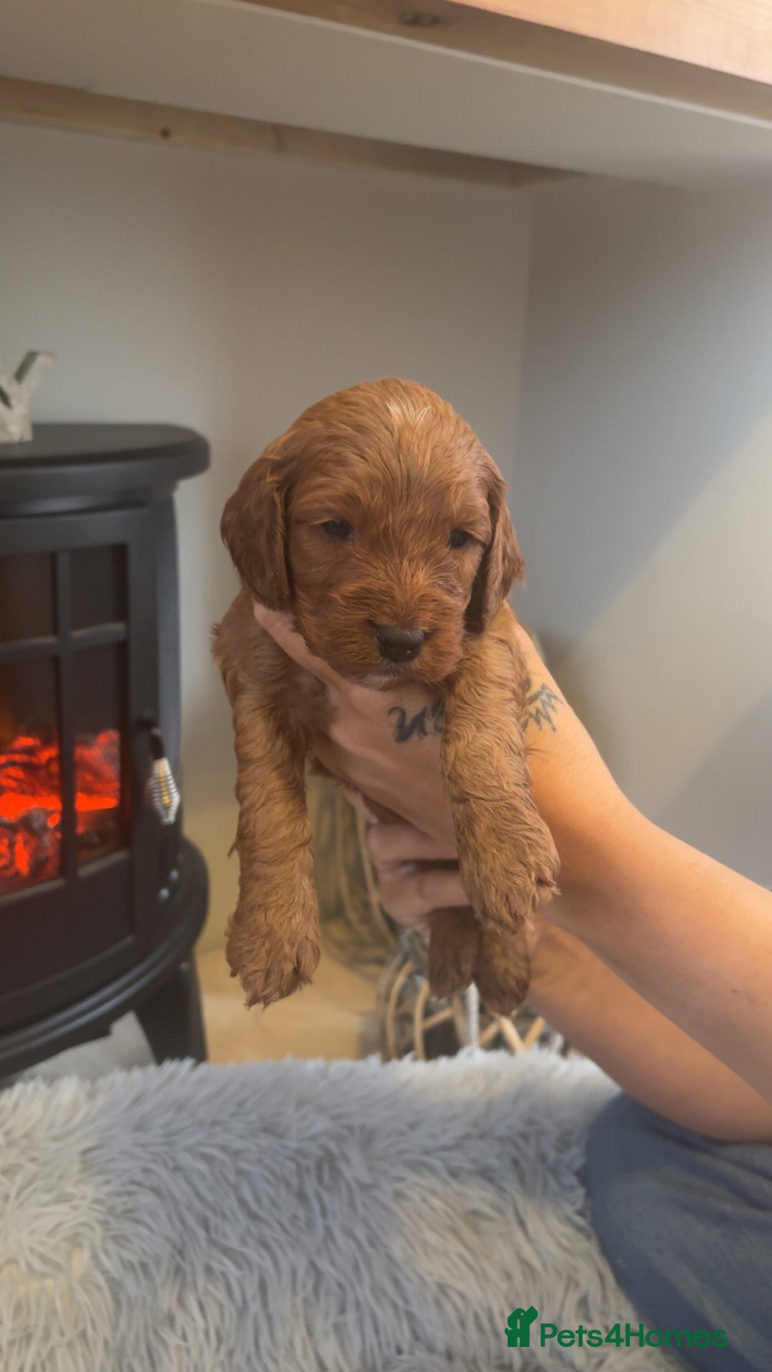 Cockapoo dogs for sale: Beautiful F1 Cockapoo puppies  - Image 7