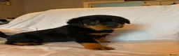 Rottweiler dogs for sale: 4 Beautiful Male Rottweiler Puppies  - Advert 9