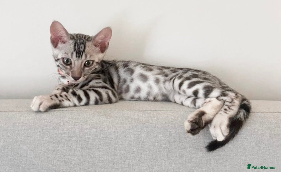 Bengal cats 2 silver Bengal kittens for a forever home  - Advert 18