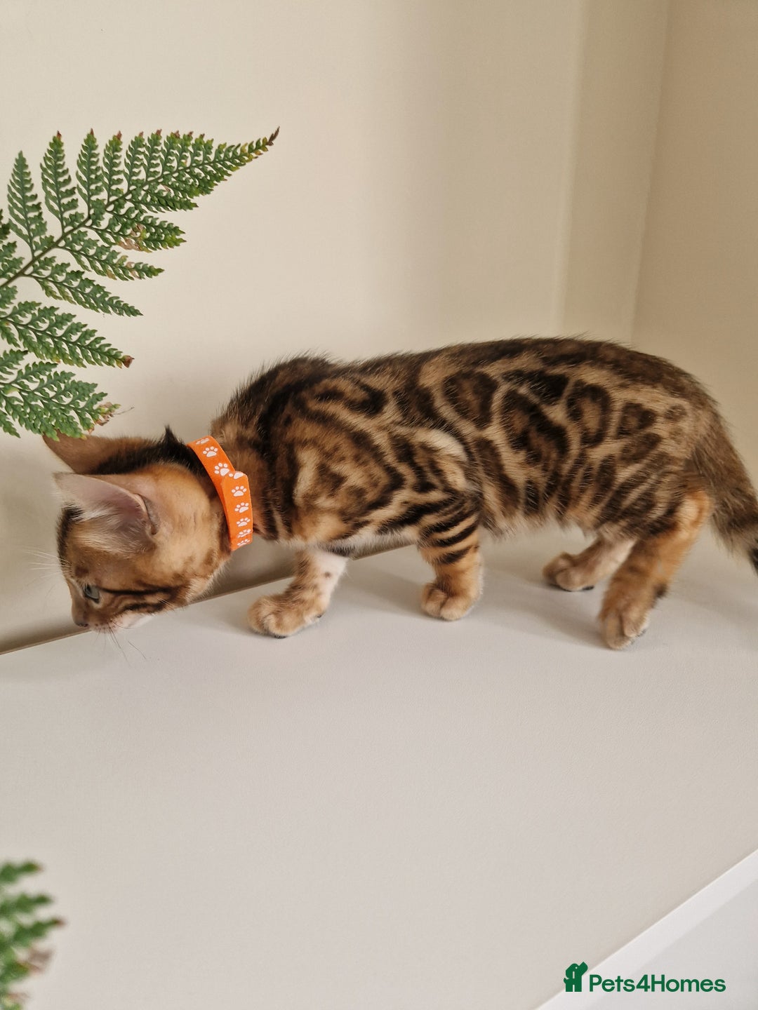 Bengal cats for sale: Stunning Glittered Pedigree Benga kittens  - Image 27