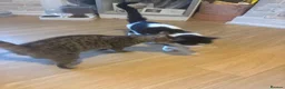 Mixed Breed cats for sale: Two female cats - Advert 6