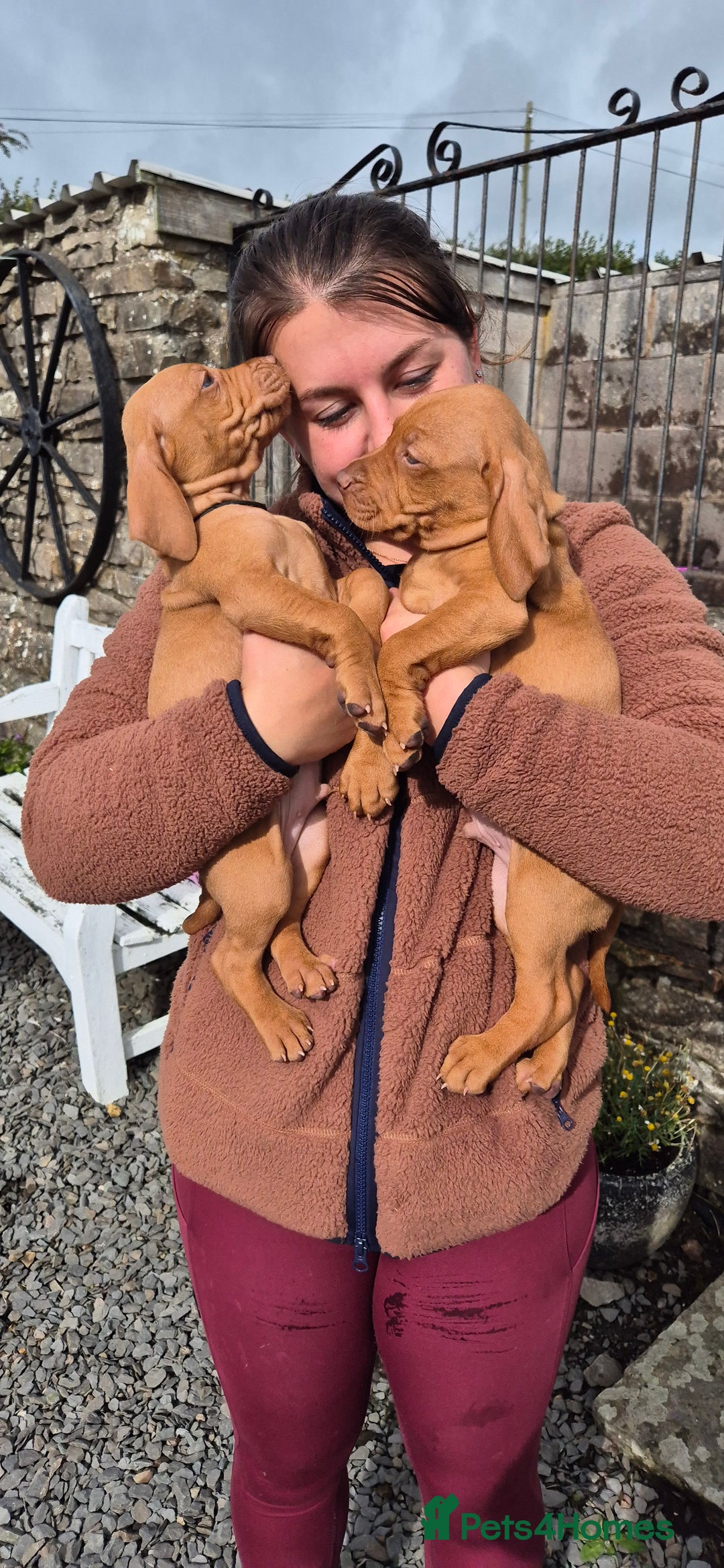Hungarian Vizsla dogs for sale: Stunning litter KC registered Hungarian Puppy's  - Image 16