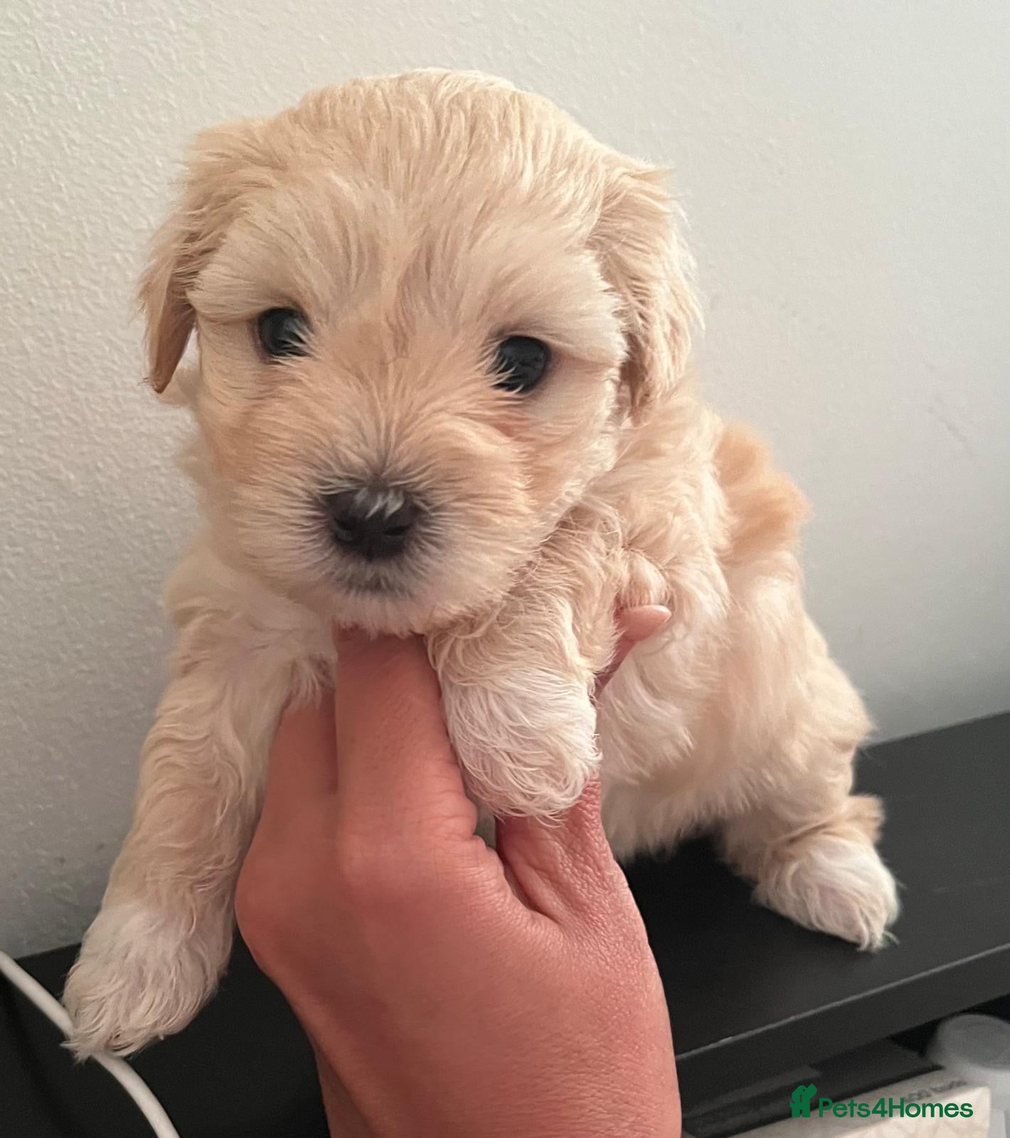 Mixed Breed dogs Beautiful Maltese & Silky Terrier Puppies - Advert 1