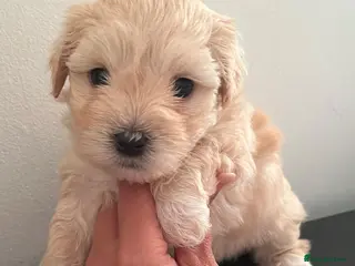 Mixed Breed dogs Beautiful Maltese & Silky Terrier Puppies - Advert 1