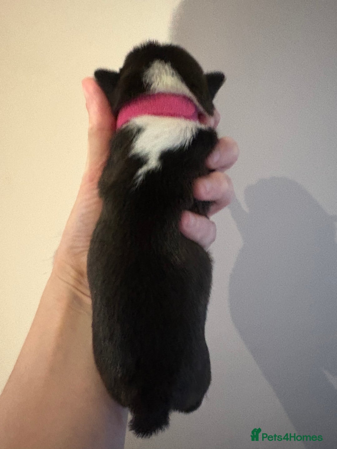 Boston Terrier dogs for sale: Stunning litter Kc reg Boston terriers  - Image 18