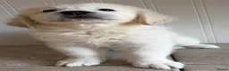 Golden Retriever dogs for sale: Lovely, confident playful puppies - Advert 31