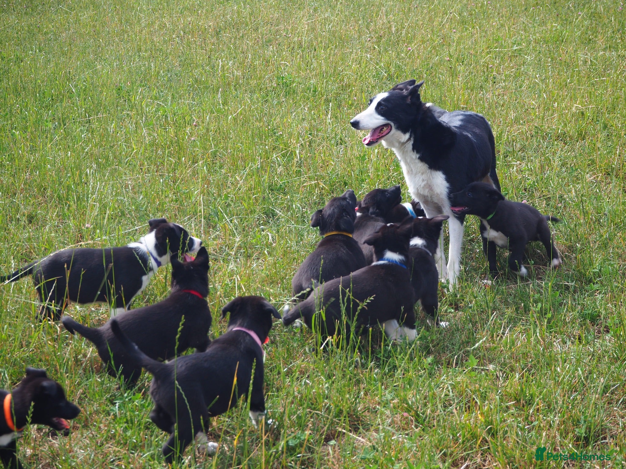 Mixed Breed dogs Beautiful Kelpie x Border Collie Pups For Sale - Advert 2
