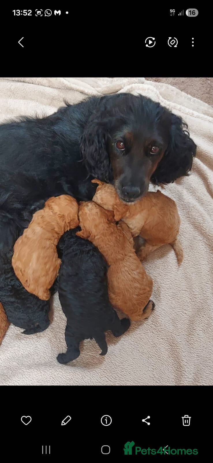 Cockapoo dogs F1 cockapoo puppies ready now - Advert 1