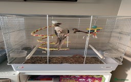 Conures birds for sale: Green cheek conure - Image 2