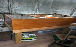 Tortoise reptiles for sale: Two Friendly Female Spur- thighed tortoises.  - Advert 5