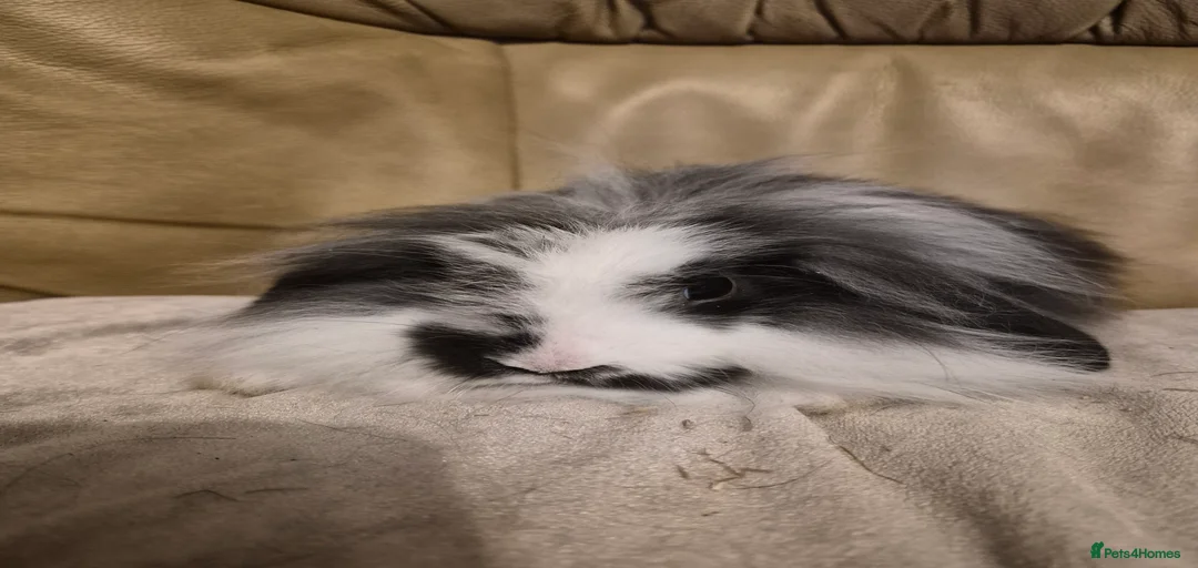 Gallery Image {{count}}