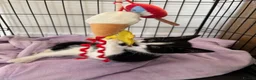 Mixed Breed cats for sale: Beautiful Little Black & White Boy - Advert 7