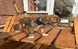Lurcher dogs for sale: Working lurcher pups  - Image 8