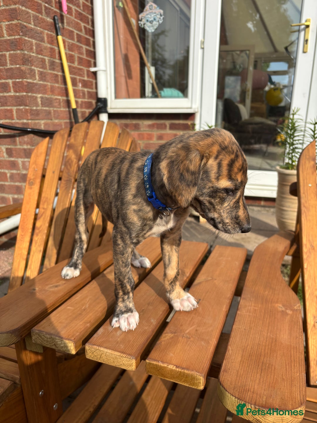 Lurcher dogs for sale: Working lurcher pups  - Image 8