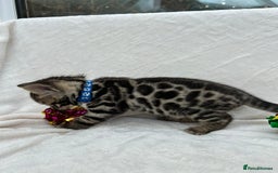 Bengal cats for sale: ❤️ GORGEOUS PURE BENGAL KITTENS ❤️ - Image 12