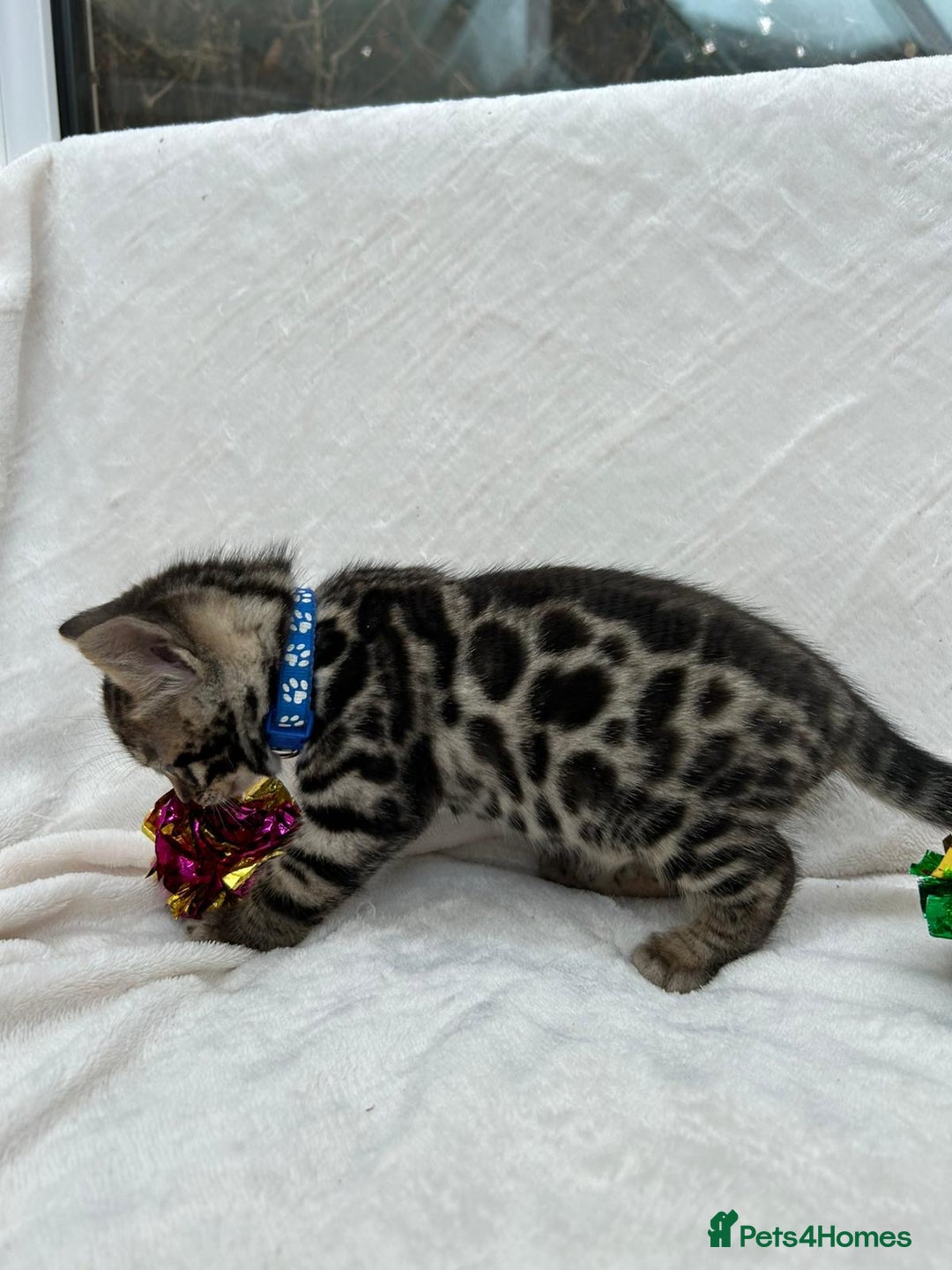 Bengal cats for sale: ❤️ GORGEOUS PURE BENGAL KITTENS ❤️ - Image 12