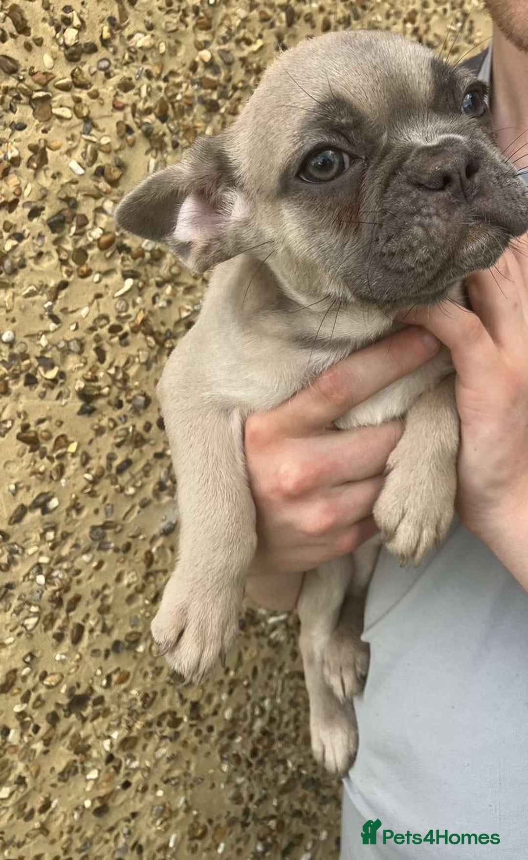 French Bulldog dogs for sale: Beautiful French bulldog puppies  - Image 8