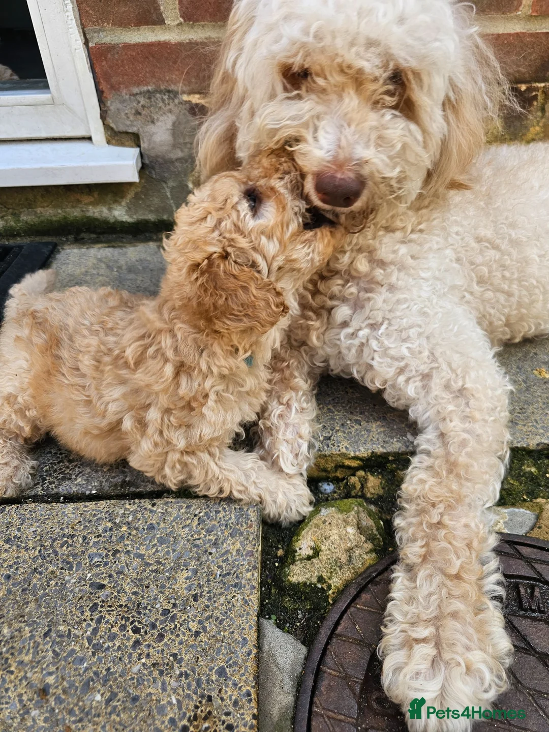 Mini Goldendoodle dogs for sale: Mini Goldendoodle Puppies - Advert 1