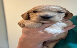 Cocker Spaniel dogs for sale: KC Reg Working Cocker bitches - Image 3