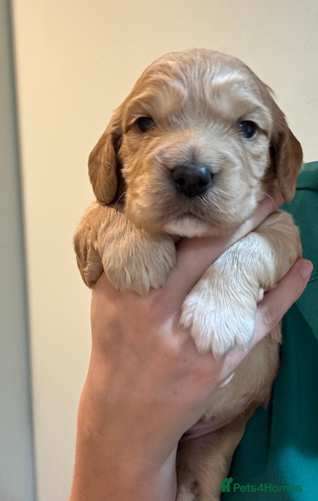 Cocker Spaniel dogs for sale: KC Reg Working Cocker bitches - Image 3