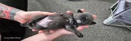 Pug dogs for sale: 3x pug girls 1x pug boy - Advert 12