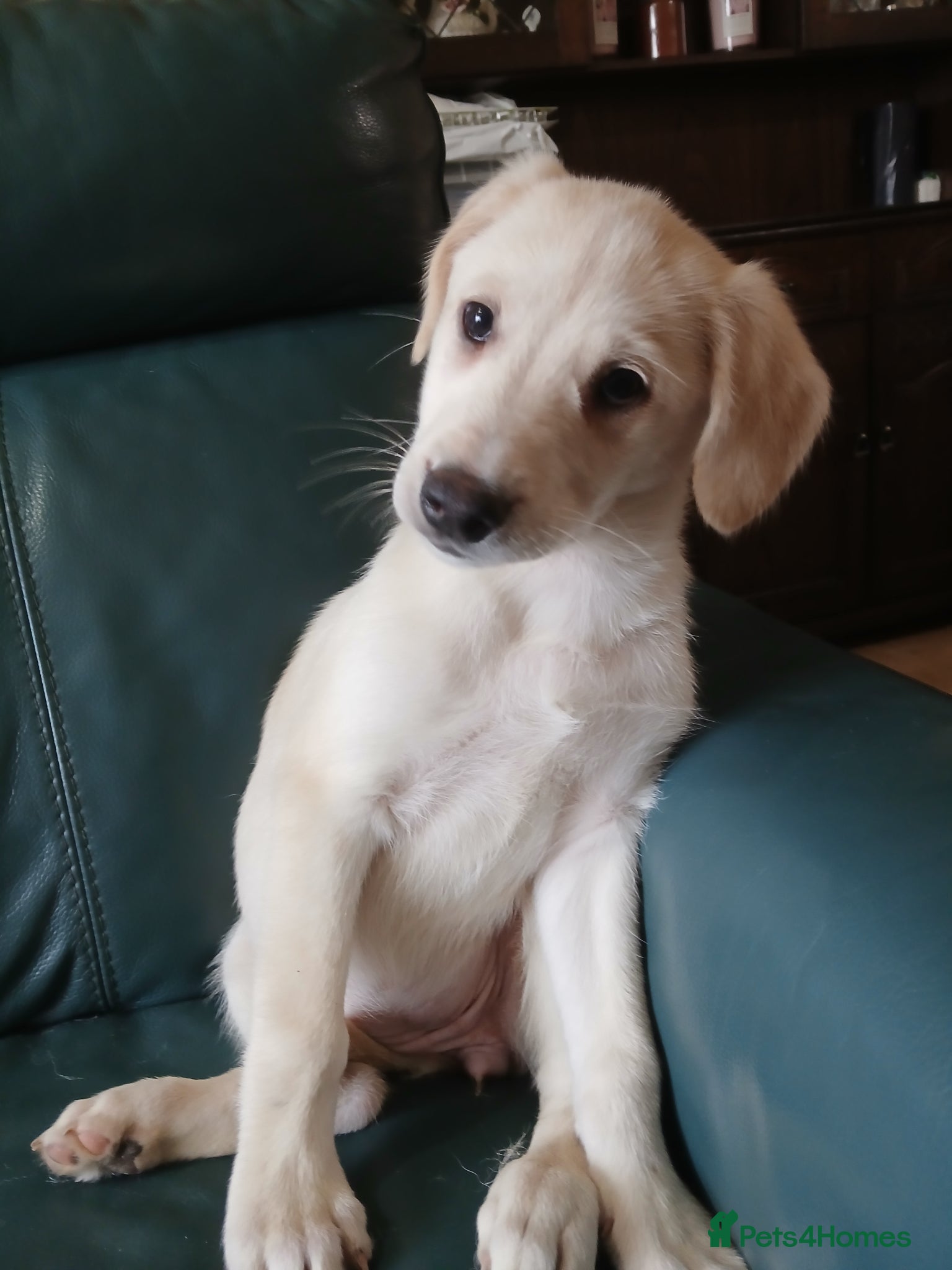 Mixed Breed dogs Husky X whippet pups for sale  - Advert 1