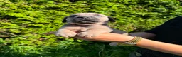 Cane Corso dogs for sale: Cane Corso puppies - Advert 33