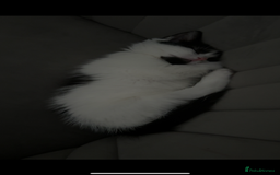 Domestic Shorthair cats for sale: KITTEN FOR SALE - Image 2