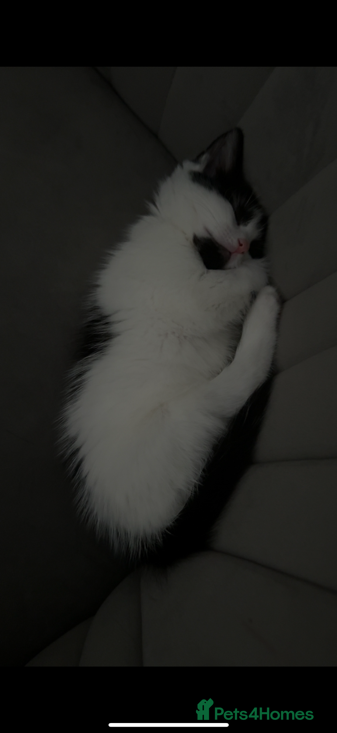 Domestic Shorthair cats for sale: KITTEN FOR SALE - Image 2